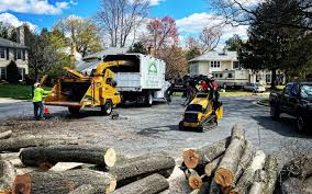 How Our Tree Care Process Works  in Lowes Island, VA